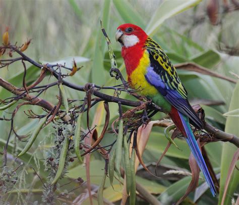 rosella extrem|New Rosella.